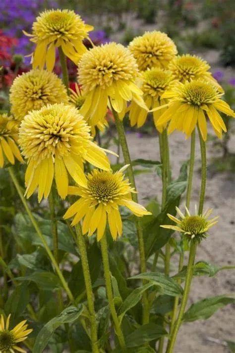 夏季庭院里一抹浓艳的色彩——松果菊