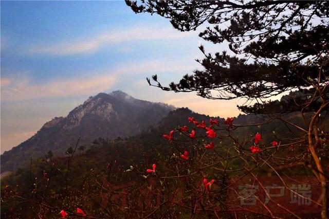 「全国党媒信息公共平台」金视界 | 商城县：女人寨上杜鹃红