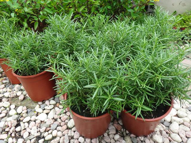 4种“养人花”，人养它，它更养人，摘了泡泡茶，大病小病不见了