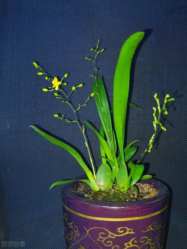 天冷就养“造香花”，香喷喷，省下买空气净化剂的钱