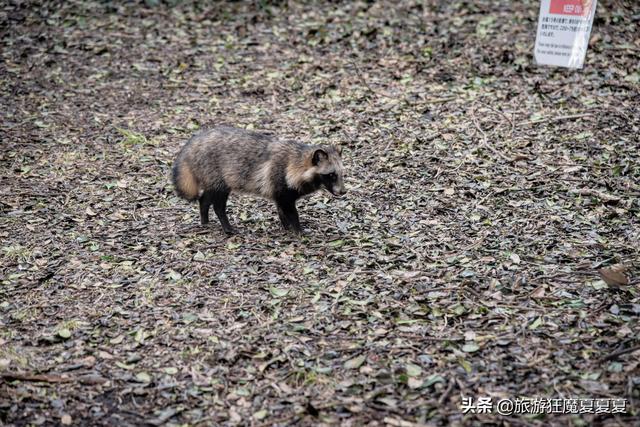 「世界那么大」日本这座岛屿,七千年前就有人居住,只供奉日本七福神中的辩才天