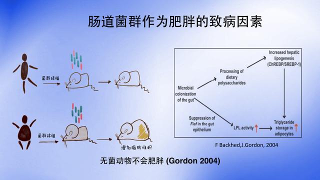 吃苦瓜减掉大肚腩，原来调理好肠道菌群可以减肥