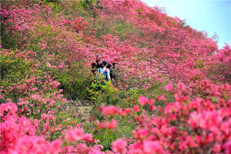 "满目金黄香百里,一谷春色醉千山"之铁冲千亩油菜花;"映山红遍漫山岭