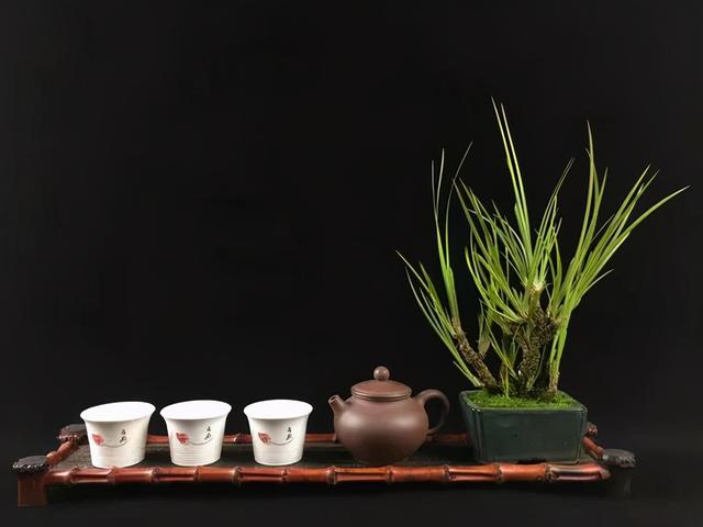 路边野草，种盆里变成值钱盆景，超好养还好看