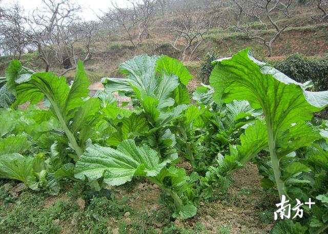 霜冻芥菜赛腊肉！信宜钱排大芥菜寒冬热销