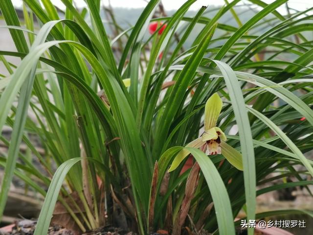 兰花、菖蒲、麦冬，三种最容易混淆的植物，知道这些就不会买错