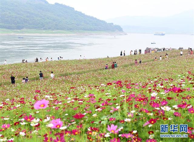 【中国日报网】重庆:格桑花开长江畔
