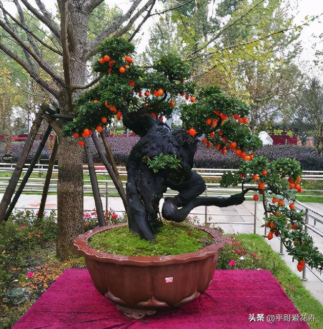 4种花很独特，容易打造“老桩盆景”，被当成“传家宝”，喜欢吗