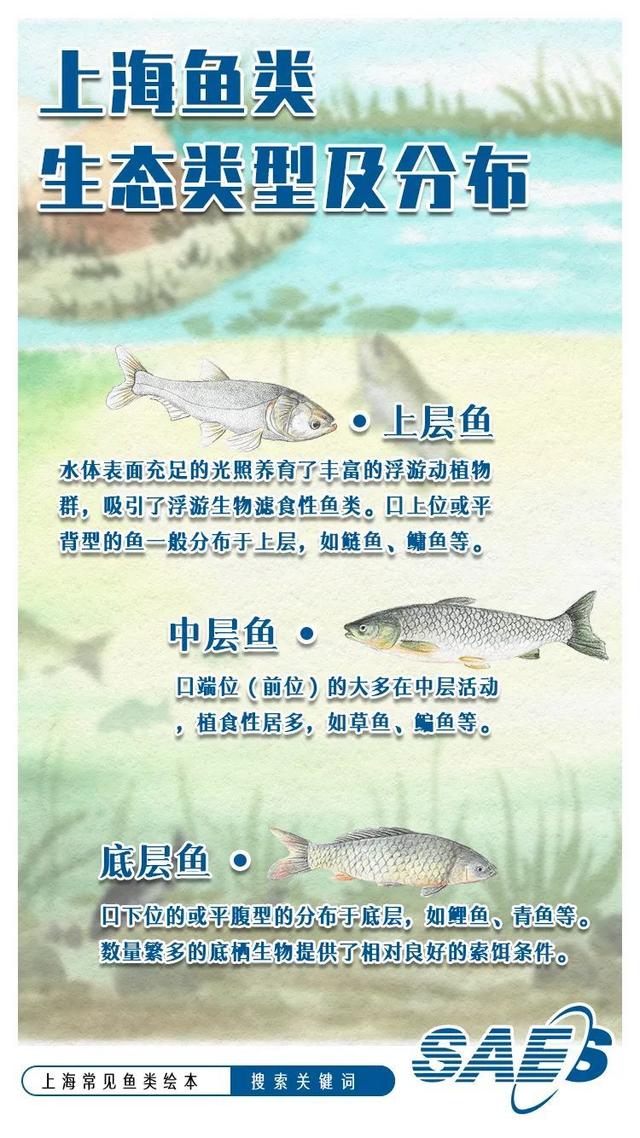 又双叒叕！《上海常见鱼类绘本》重磅出炉