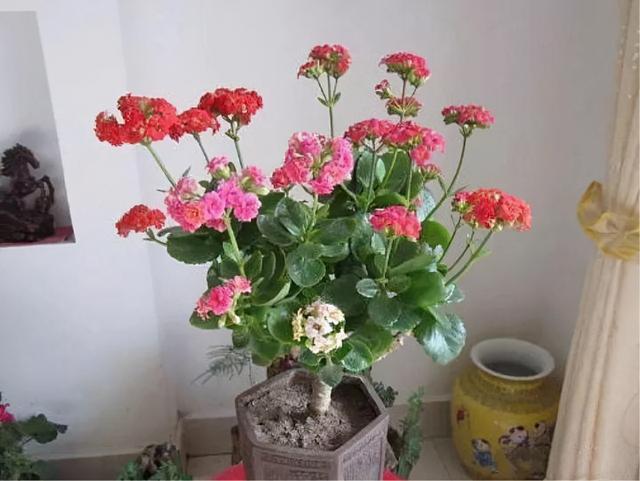 长寿花嫁接在“老桩”上，到了11月满枝“冒花苞”，花量很大