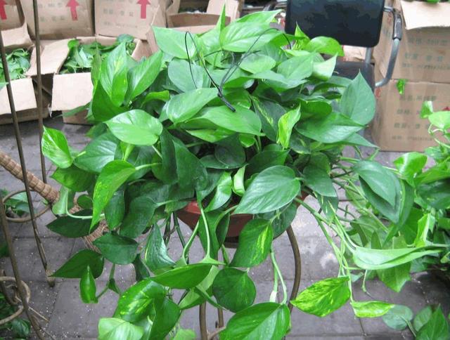 绿萝扦插不成活？只需记住1个“点”，新手都能扦插一棵活一棵