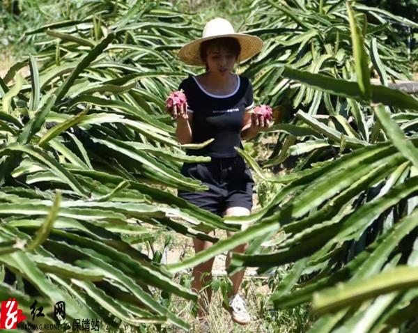 乡亲|“火龙果公主”故事多——保靖县移民库区返乡青年易润菊创业记