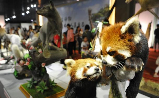你的育儿经|2020夏令营丨造房子/探秘熊猫/昆虫科考/水中急救……最强小孩养成，一个夏天就够了