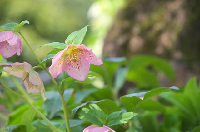 冬天室外无花可赏？种棵“圣诞玫瑰”，零下10度照开不误