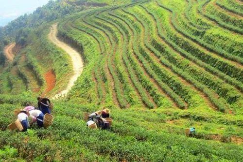 同乐▲盘点10个区块链农业企业应用：90%以上发力农产品溯源