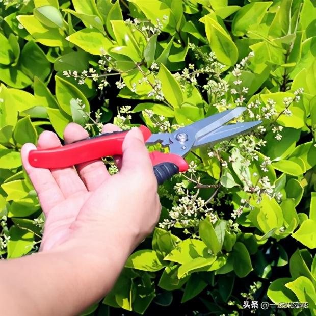 养花总是长不好？可能是犯了4个错误，你中招几个？