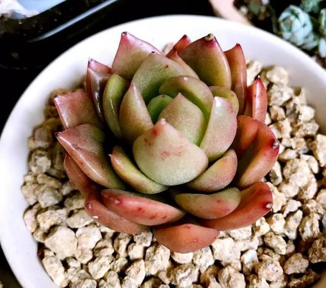 多肉，懒人花友的“心头好”，上班族的“小萌宠”，好看又好养