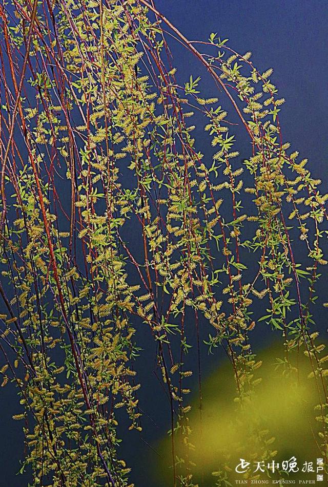 约吗旅行■阳春三月，这里的景色很迷人