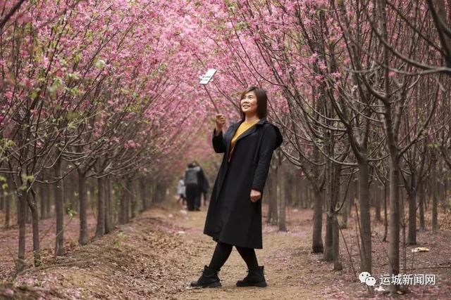 【旅行柚子君】河津：海棠花迎春绽放　踏青赏花好去处