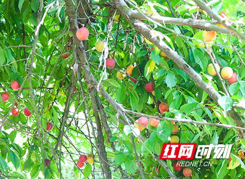 红网张家界:梅尼&红土地在枞茂村设立果园基地 解决贫困户“李子”滞销问题