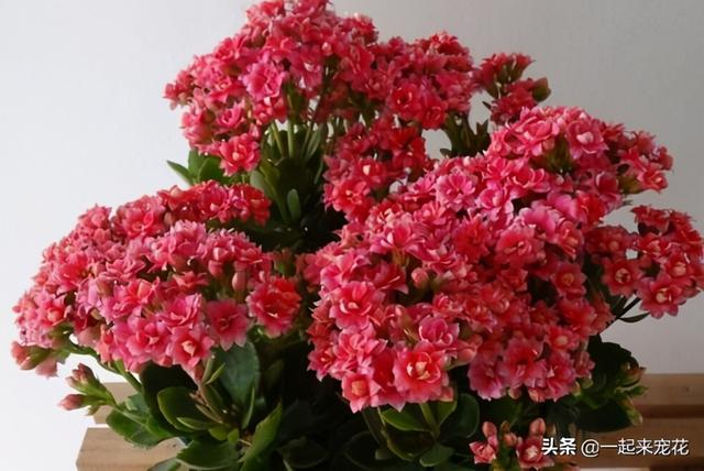 11月养花选它，花期长开花美，适合新手，值得拥有