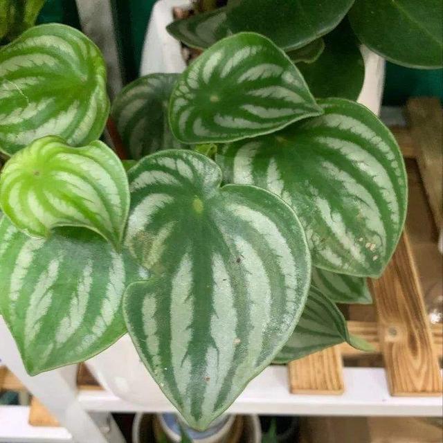 冬天就养耐阴花，没光也能开爆盆，扔角落自己疯长