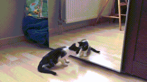 猫狗和镜中的自己过招:简直是双倍的快乐啊