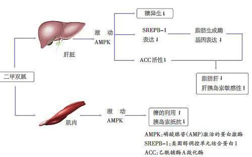 每日几颗二甲双胍，可发挥更好的降糖效果？医生告诉您答案