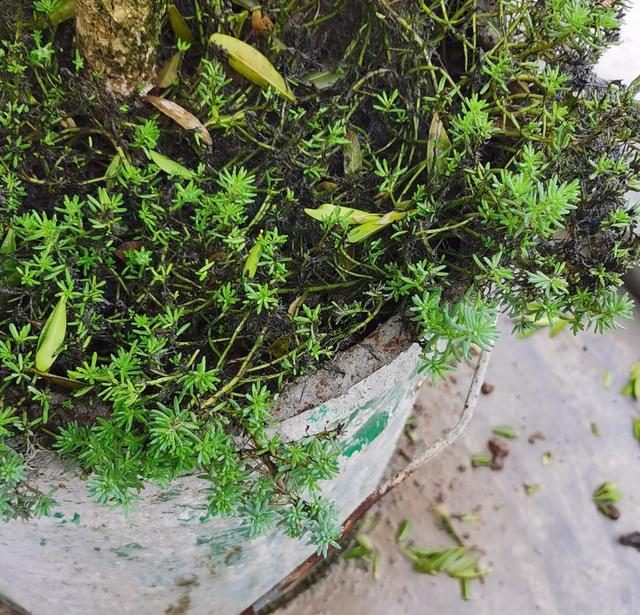 被忽视多年的薄雪万年草，重新回归花友视线，靠的是颜值