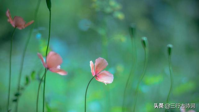 芳草潜迎春，落叶映花红