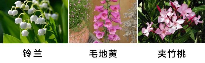 「你的育儿经」一盆绿植竟让孩子踏入“鬼门关”！这些植物有毒，别养