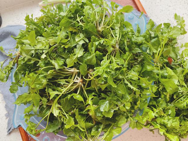 荠菜馅饺子怎么调最好吃？教你3招，荠菜翠绿不发黄，鲜嫩多汁