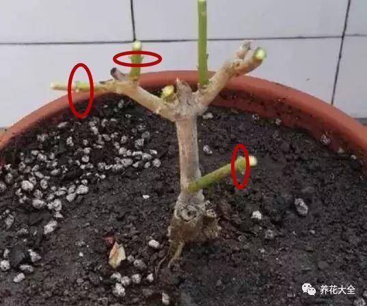 长寿花|这花就得饿着养，盆小水少，叶子越剪长得越旺！