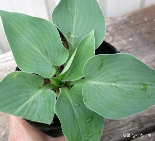 家里养上玉簪花，整房间都飘满香气，好看又好闻，关键还适合新手