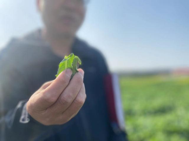 余华|吃货速报到！试验田里藏着能生吃的水果油菜，一边赏油菜花，一边吃甜菜薹真的有