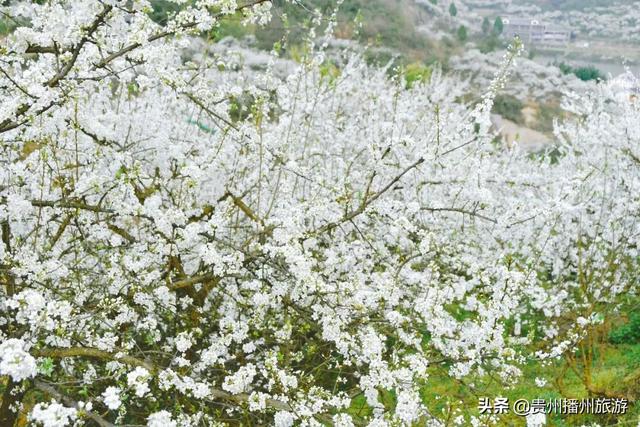 #旅行柚子君#云赏花 | 播州桃李石溪花开了!诗意般的画面,雪白一片~