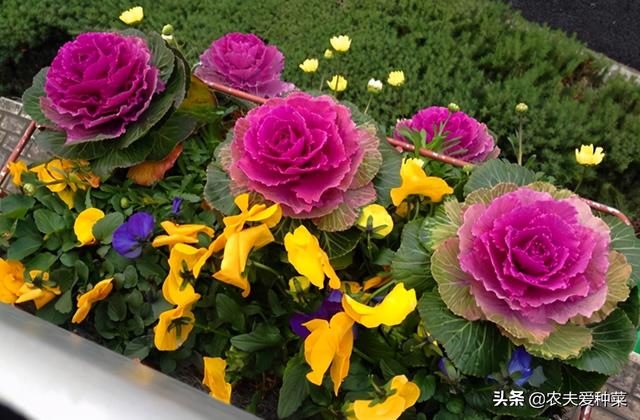 这3种花卉，冬天零下不怕“冻死”，耐寒能力杠杠的，漂亮好养