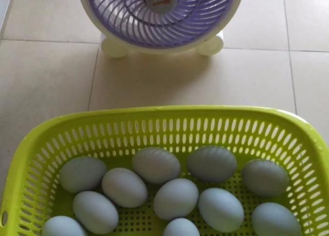 腌咸蛋的传统做法，不用裹泥，不用盐水，28天流油起沙