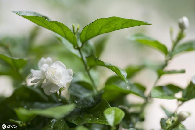 茉莉花|茉莉花秋天重剪好还是春天重剪好？抓住一个词，剪出“花满盆”