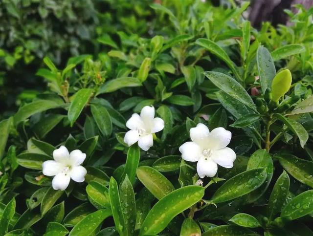 茉莉有超多品种，个顶个的花香浓郁、开花多，不养几盆真是可惜了