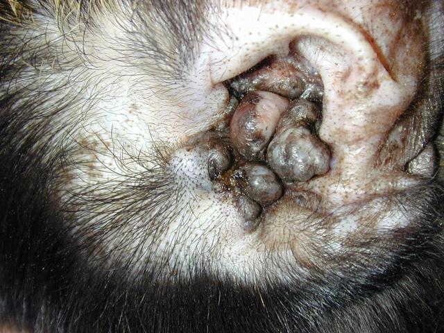 狗狗耳朵出现黑色肿块,那可能是患上耵聍腺瘤,严重时