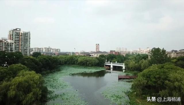 天空中的棉花糖▲万万没想到,杨浦竟然藏着个赏荷花的“宝地”!
