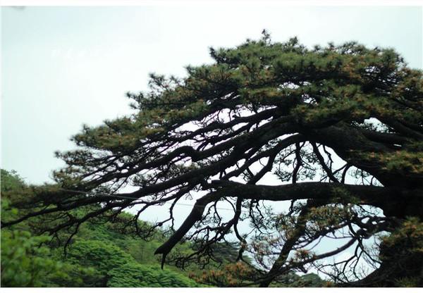 在路上▲天下第一奇山,风景优美奇松怪石,游客慕名而来
