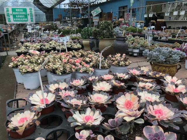逛花市去捡漏，买了一堆长寿花，拿回来竟然全活了