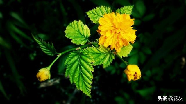 棣棠花的日常养护、繁殖和越冬，一生黄色付西风