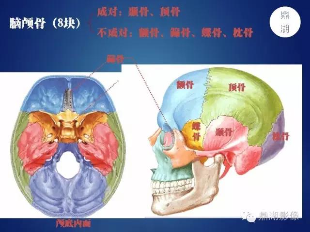 WoW，最全神经系统解剖图来了