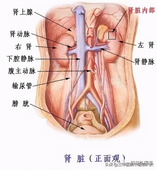 迈入中医之门第84篇：中医视角解读“小便不利类疾病论治”