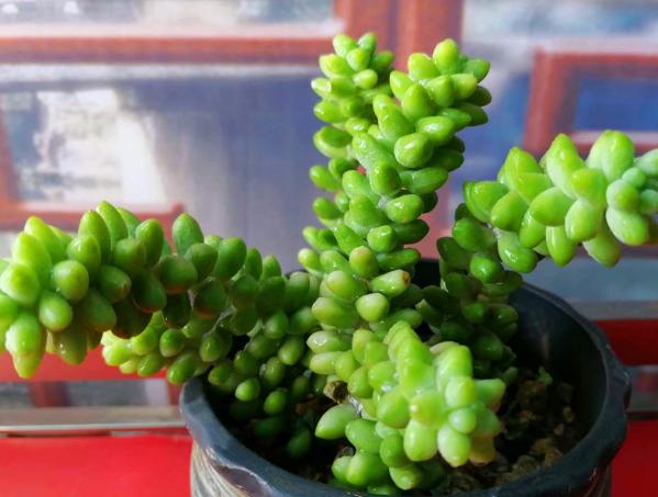 多肉玉缀怎么养？掌握“4点”，一簇簇的叶子将长得又密又粉嫩