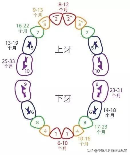 超级宝妈■宝宝长牙顺序