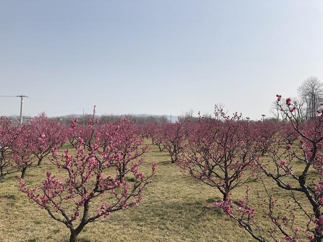 #玩乐足迹#梅花成林 花海吐蕊春意浓